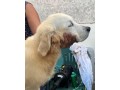 cuccioli-di-golden-retriever-linea-inglese-small-7