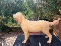 cuccioli-di-golden-retriever-linea-inglese-small-1