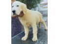 cuccioli-di-golden-retriever-linea-inglese-small-5