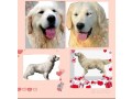 cuccioli-di-golden-retriever-linea-inglese-small-0