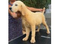 cuccioli-di-golden-retriever-linea-inglese-small-3