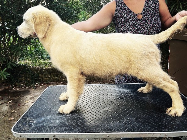 cuccioli-di-golden-retriever-linea-inglese-big-4