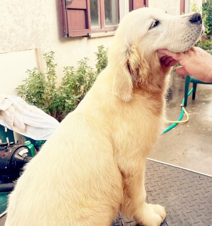 cuccioli-di-golden-retriever-linea-inglese-big-6