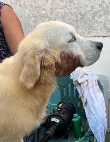 cuccioli-di-golden-retriever-linea-inglese-big-7