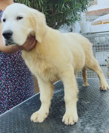 cuccioli-di-golden-retriever-linea-inglese-big-5