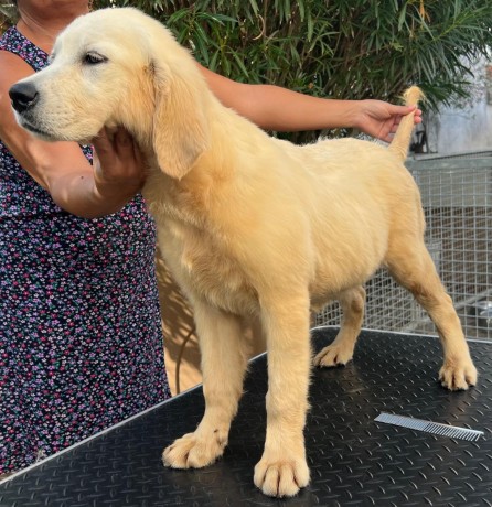 cuccioli-di-golden-retriever-linea-inglese-big-3