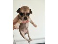 cucciole-di-chihuahua-femmine-small-1