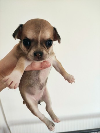 cucciole-di-chihuahua-femmine-big-1