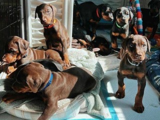 Disponibili cuccioli Dobermann