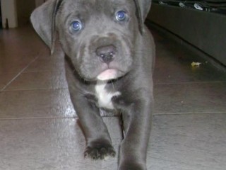 American Bully Poket