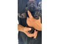 cuccioli-di-pastore-tedesco-da-lavoro-con-pedigree-small-4