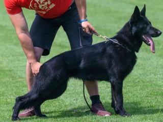 Cuccioli di pastore tedesco da lavoro con pedigree