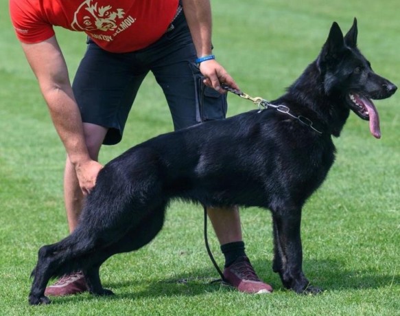 cuccioli-di-pastore-tedesco-da-lavoro-con-pedigree-big-0