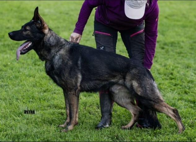 cuccioli-di-pastore-tedesco-da-lavoro-con-pedigree-big-1