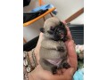 bellissimi-cuccioli-di-bouledogue-francese-small-6