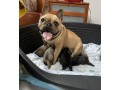 bellissimi-cuccioli-di-bouledogue-francese-small-5