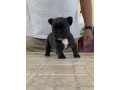 bellissimi-cuccioli-di-bouledogue-francese-small-0