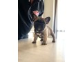 bellissimi-cuccioli-di-bouledogue-francese-small-7