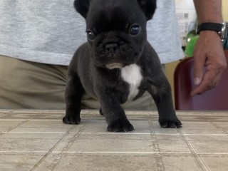 Bellissimi cuccioli di Bouledogue Francese