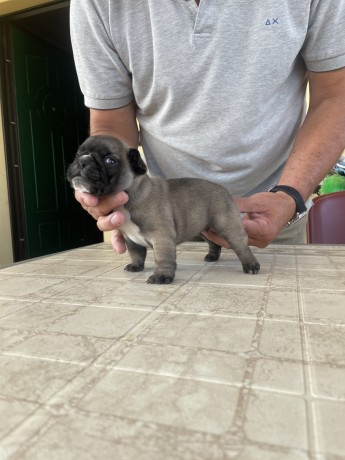 bellissimi-cuccioli-di-bouledogue-francese-big-1