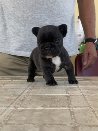 bellissimi-cuccioli-di-bouledogue-francese-big-0