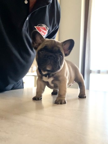 bellissimi-cuccioli-di-bouledogue-francese-big-7