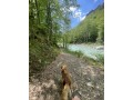 offro-servizio-dog-sitter-small-3