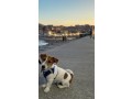 offro-servizio-dog-sitter-small-1