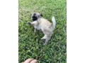 chihuahua-pelo-lungo-importante-pedigree-enci-small-4