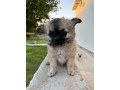 chihuahua-pelo-lungo-importante-pedigree-enci-small-1