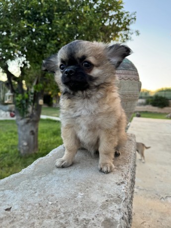 chihuahua-pelo-lungo-importante-pedigree-enci-big-0