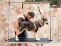 cuccioli-di-alaskan-malamute-small-7