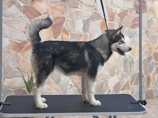 Cuccioli di Alaskan Malamute