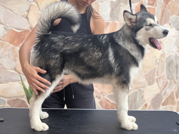 cuccioli-di-alaskan-malamute-big-1