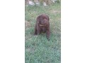 labrador-cioccolato-con-pedigree-e-test-genetici-small-2