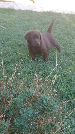 labrador-cioccolato-con-pedigree-e-test-genetici-big-1