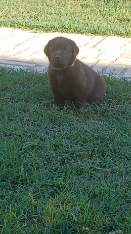 labrador-cioccolato-con-pedigree-e-test-genetici-big-0