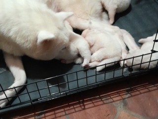 Nuova cucciolata di Akita inu nati ad agosto