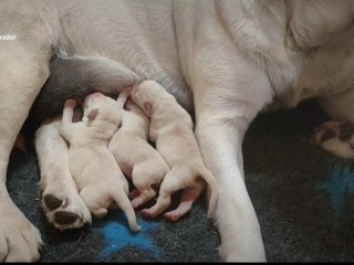 Cuccioli di Labrador Retriever miele chiaro