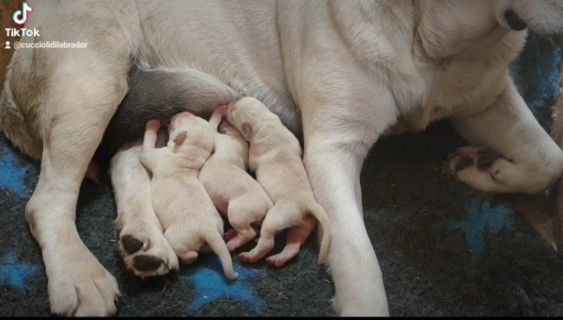 cuccioli-di-labrador-retriever-miele-chiaro-big-0