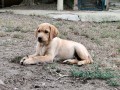 cucciola-di-labrador-retriever-miele-small-1