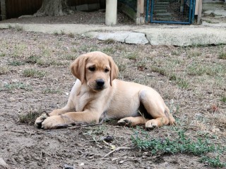 Cucciola di Labrador retriever miele