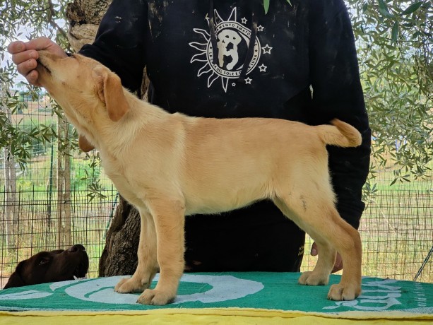 cucciola-di-labrador-retriever-miele-big-2