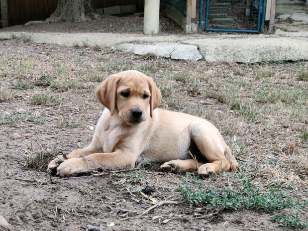 cucciola-di-labrador-retriever-miele-big-0