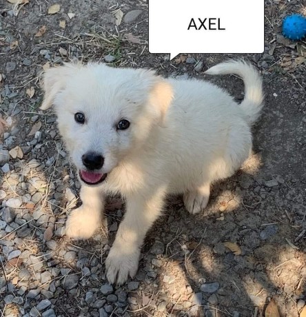 axel-big-0