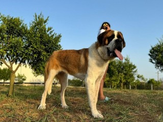 CUCCIOLI SAN BERNARDO PELO CORTO