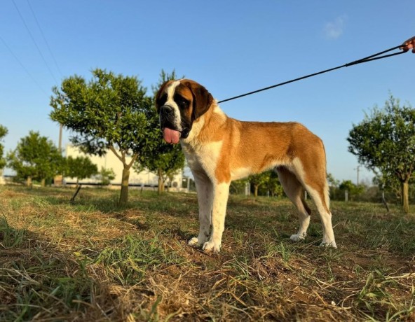 cuccioli-san-bernardo-pelo-corto-big-3