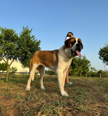 cuccioli-san-bernardo-pelo-corto-big-0