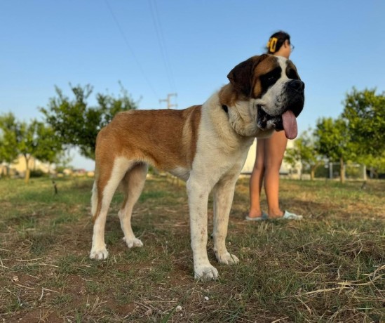 cuccioli-san-bernardo-pelo-corto-big-4