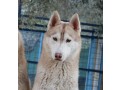 siberian-husky-small-0